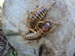 mackenzie-weta.jpg