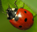 ladybug-facts-for-kids.png