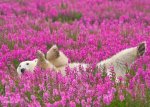 polar-bear-playing-flower-field-dennis-fast-22.jpg