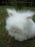 Fluffy-Bunny-Looks-Like-a-Cloud-with-Ears-and-a-Nose-650x866.jpg