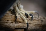 Eagle_Claws_(8447814214).jpg