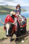 yak.jpg