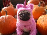 pug-unicorn-costume-halloween.jpg