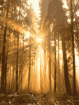 sunlight.gif