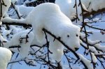a.baa-Snow-on-a-tree-like-a-bear.jpg
