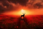 4-deer-wildlife-photography.jpg
