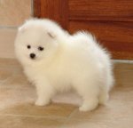 spitz.jpg
