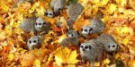 animals-in-autumn-220__880.jpg
