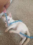 Sugar.jpg