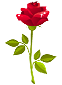 red_rose.png red_rose.png