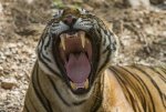 Tiger.jpg