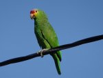 parrot1.jpg