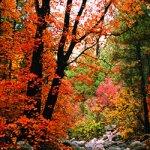 web_Oak_Creek_Fall_Colors2.jpg