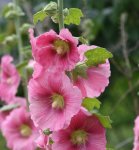 a-a-flower22.jpg