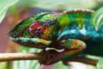 chameleon.jpg