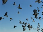 birds_image.jpg