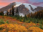 paradise-mount-rainier-HD-Wallpaper-HD-HD-HD.jpg