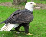 bald_eagle-03.jpg