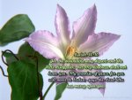 isaiah54-10.jpg