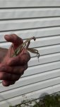 Me - 2012 - holding a praying mantis.jpg