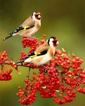 birds2580.jpg