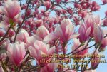 bible-verses-wallpaper-73.jpg