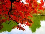 free-autumn-wallpaper-1024-768.jpg