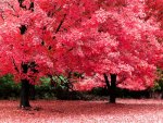 fall-desktop-backgrounds-3.jpg
