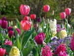 6-SpringFlowersSLC.jpg