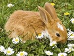 baby-rabbit-263x197.jpg