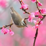 bird-at-spring.jpg