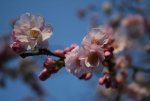 IMG_1094.jpg