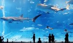 animated-fish-gif-sharks-Favim.com-233846.jpg