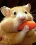 hamster-eats-carrot-1~2.jpg