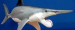 sawshark.jpg