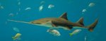 Pristis_pectinata_-_Georgia_Aquarium_Jan_2006.jpg