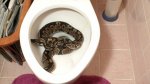 snakes.jpg snakes.jpg
