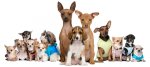 Multiple-Dogs-no-text-600-width.jpg
