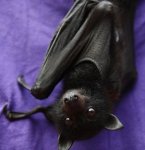 Cute-bat-bats-31889713-400-416.jpg