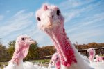 turkeys.jpg