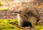 short-beaked-echidna.jpg