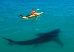 Shark-Kayak.jpg