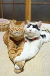 cool-cats-cats-in-love.jpg