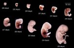 human-embryos-and-their-development.jpg