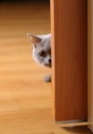 cat-hiding-thinkstock-147061125-225sm121813.jpg cat-hiding-thinkstock-147061125-225sm121813.jpg