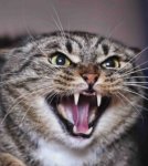 angry-cat-300x336.jpg angry-cat-300x336.jpg