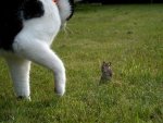 death-walk-behind-you-cat-mouse-scare-brave-black-white-field-hungry-play-eat-sneak-grass-oh-no.jpg death-walk-behind-you-cat-mouse-scare-brave-black-white-field-hungry-play-eat-sneak-grass-oh-no.jpg