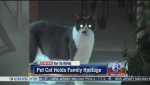 badcats2.jpg