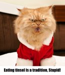 badcats6.jpg