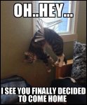 badcats12.jpg